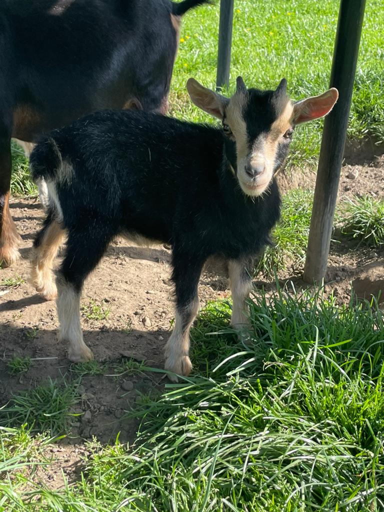 Mini dwerggeitje, Dieren en Toebehoren, Mannelijk, Geit
