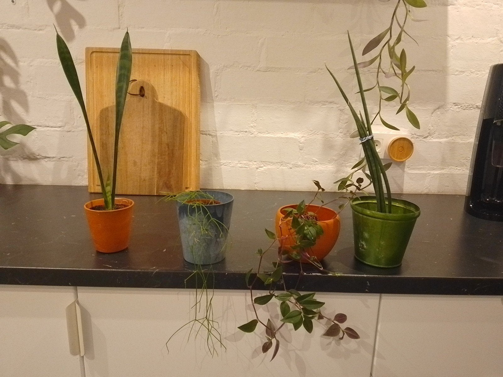 diverse kamerplanten, Ophalen