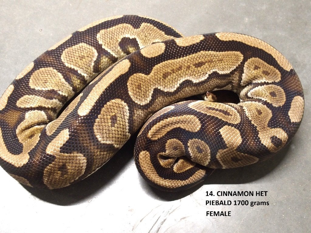 Koningspython halfwas en volwassen kweekdieren deel 1 Ball Python photo 14