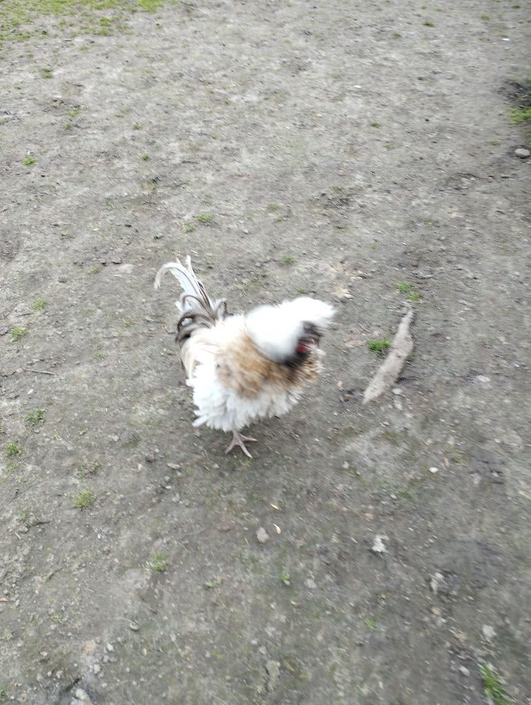 Gekrulde Hollandse kuifhoen haan, Meerdere dieren, Kip
