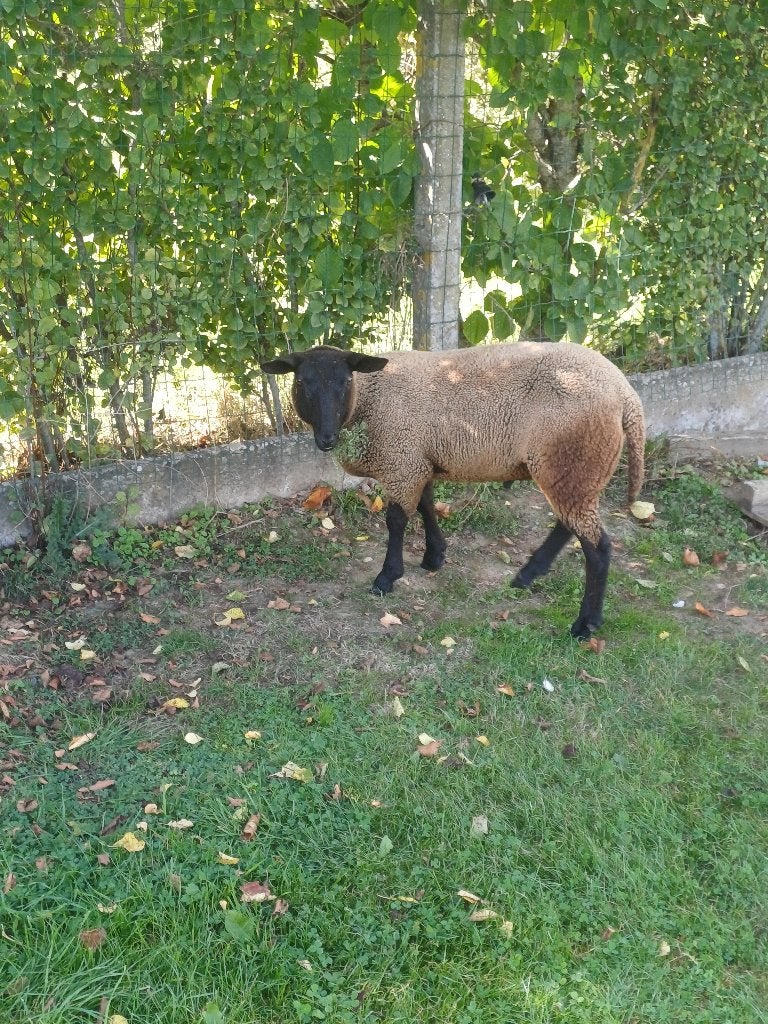 Sheepbuck (4 mois), Animaux & Accessoires, Mâle, Mouton, 0 à 2 ans