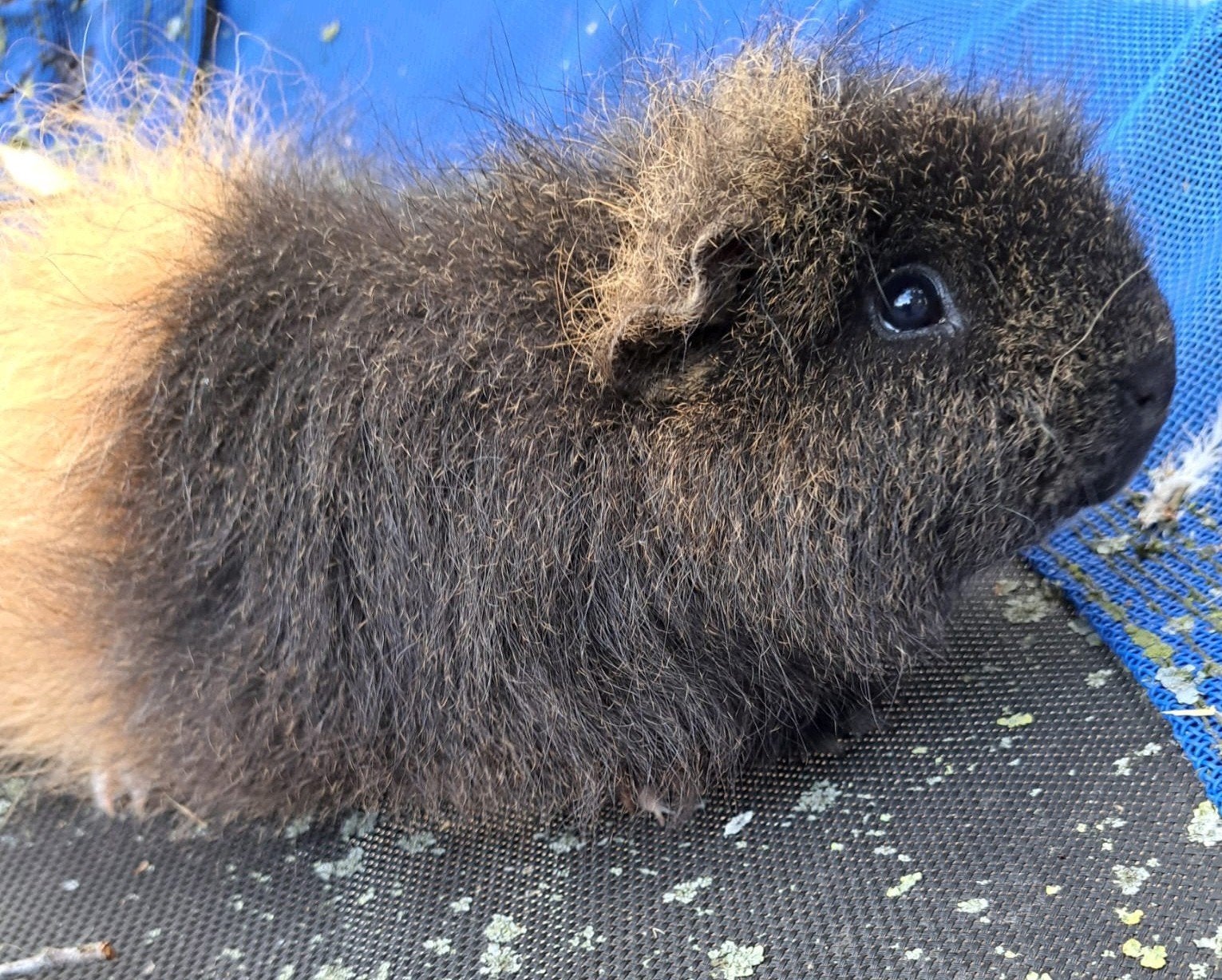 Lieve ch Teddy fluffy beer mannetje volwassen, Dieren en Toebehoren, Cavia, Februari, Mannelijk, Tam