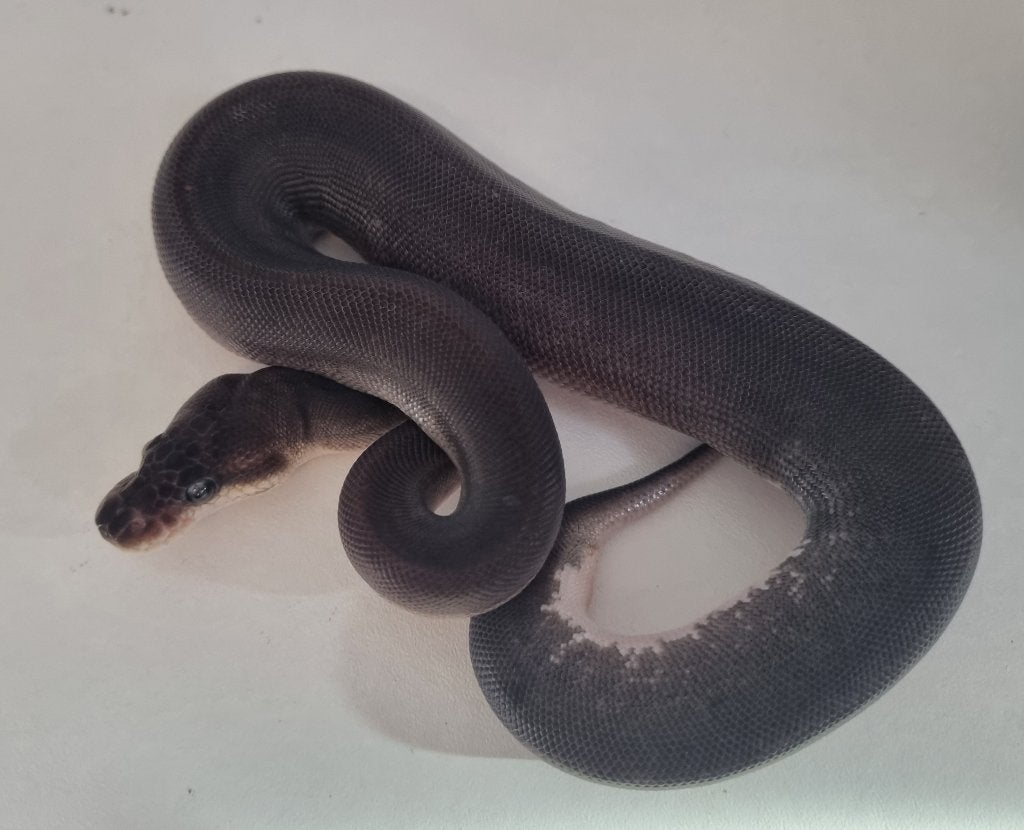 1.0 8 ball ( clown gravel spotnose ) koningspython Ball Python - male for sale from Mex