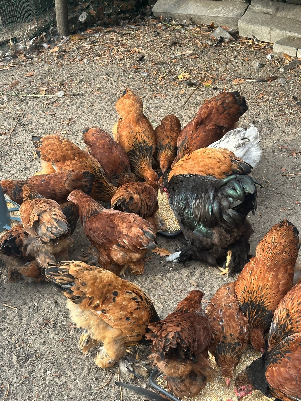 Jonge dieren (hennen) kruising, Animaux & Accessoires, Volatiles