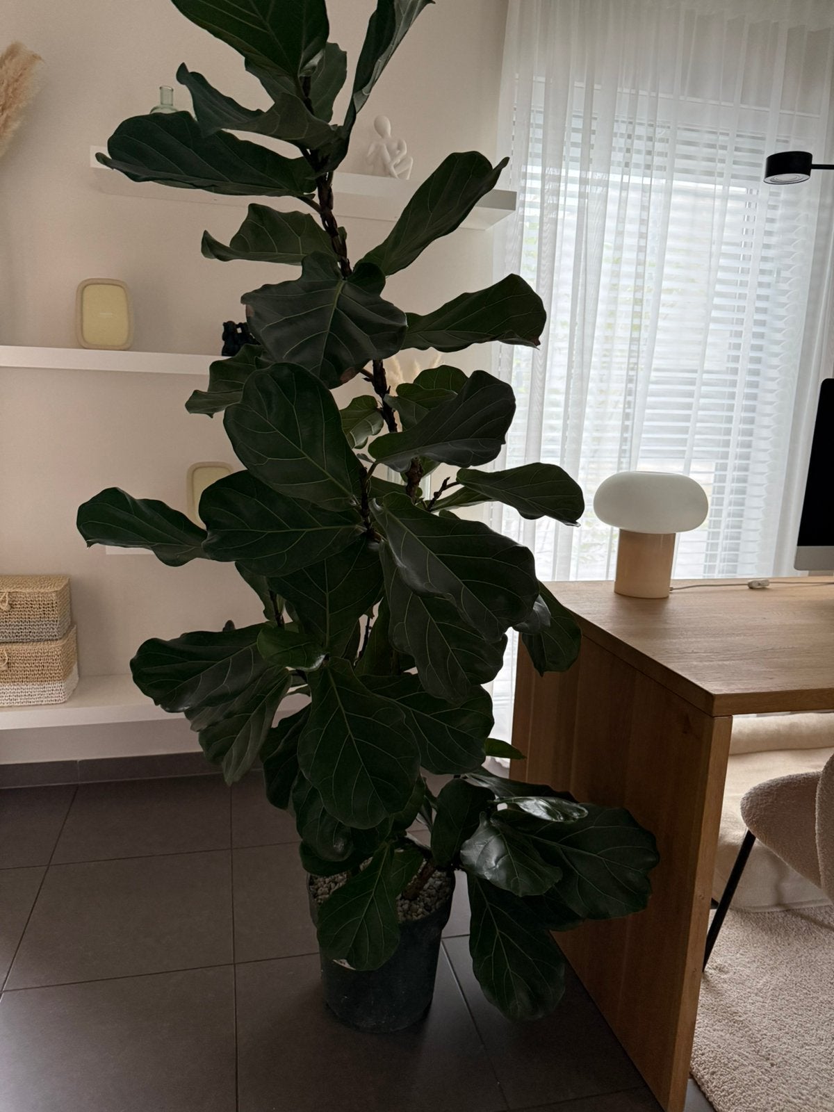 Ficus Lyrata (Vioolbladplant) XXL  2 meter hoog – Topstaat, Huis en Inrichting, Ophalen, Ficus, Halfschaduw, 150 tot 200 cm