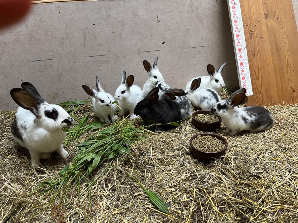 Jonge vleeskonijnen, vlinderkonijnen, lotharingers, Plusieurs animaux, Taille moyenne, 0 à 2 ans