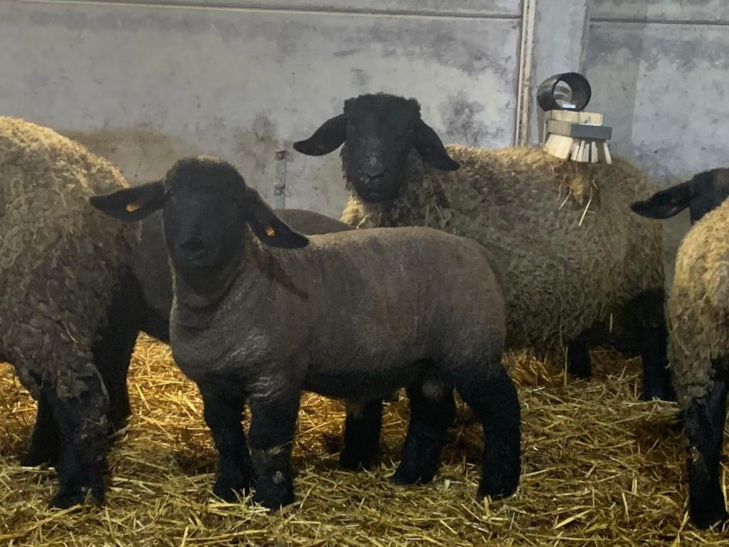 suffolk ramlammeren, Dieren en Toebehoren, Schapen, Geiten en Varkens, Schaap, Mannelijk, 0 tot 2 jaar