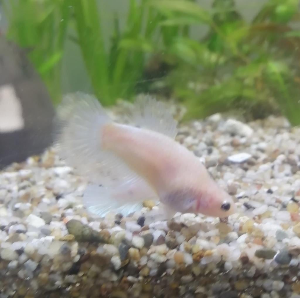Femelle betta