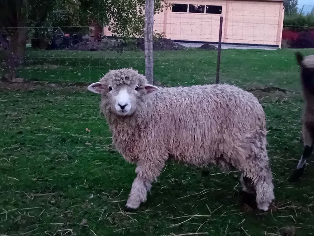 Devon ramlam, Mannelijk, Schaap, 0 tot 2 jaar