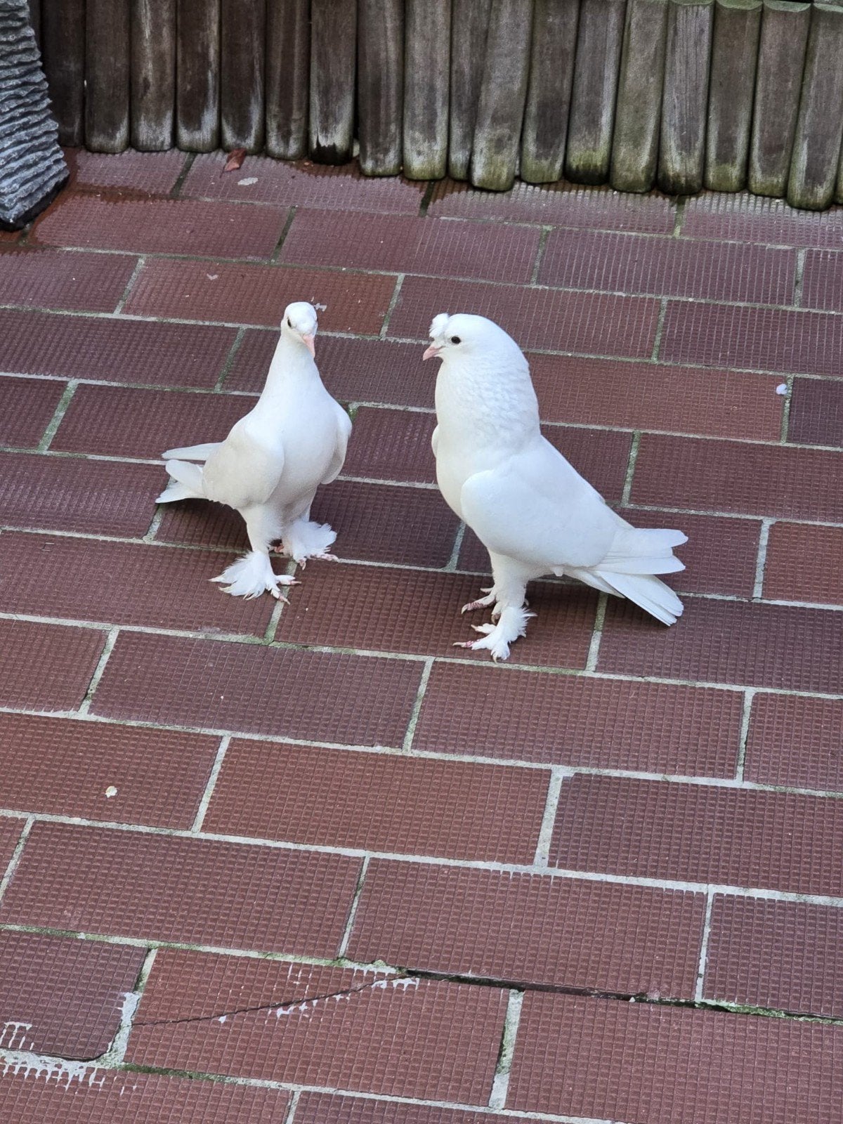 Witte Turkse takla duiven koppel