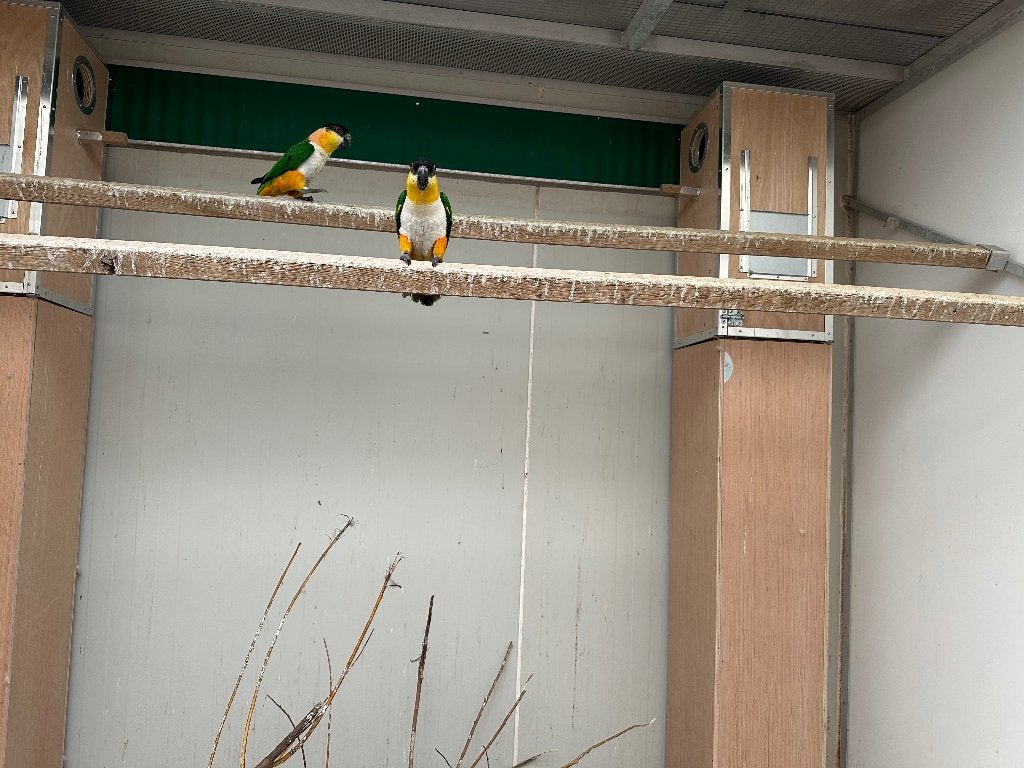 2 mooie kweekkoppels Caiques, Animaux & Accessoires, Oiseaux | Perruches & Perroquets, Bagué