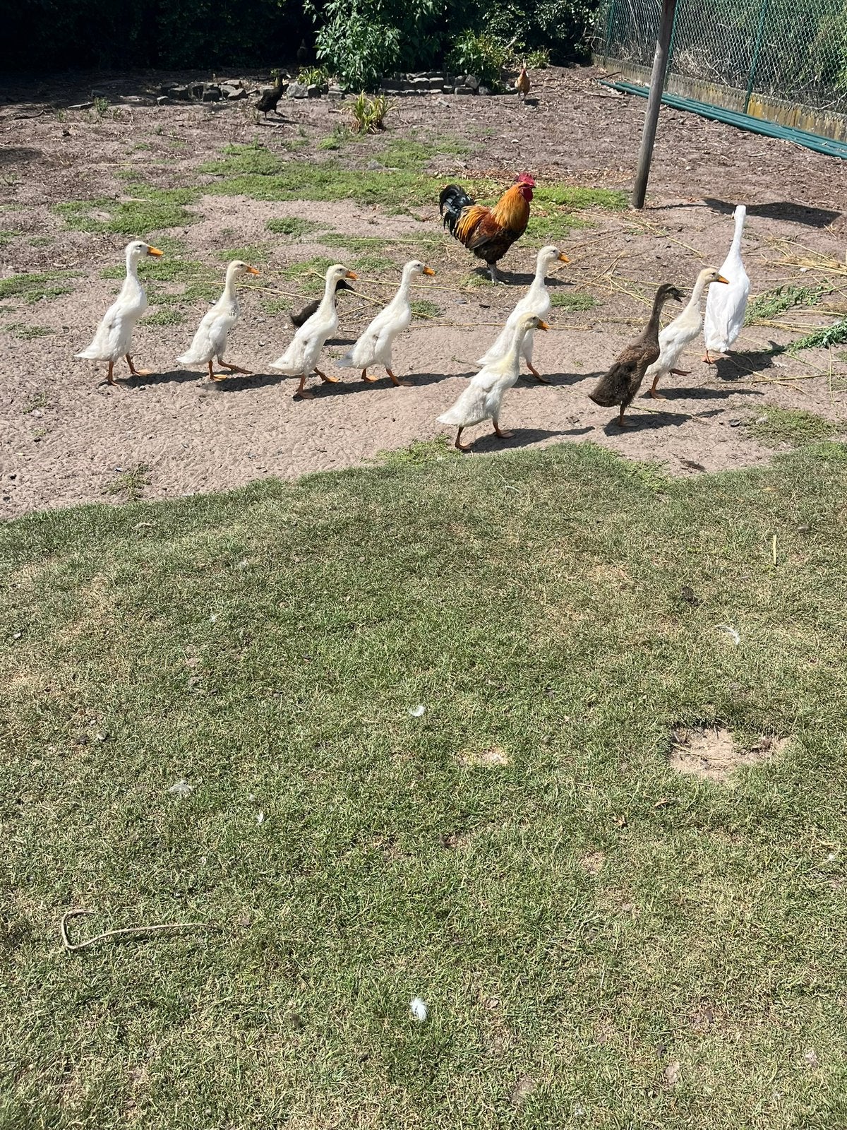 Witte loopeenden, Dieren en Toebehoren, Pluimvee