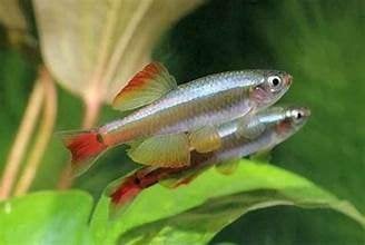 Chinese danio, Dieren en Toebehoren, Vis, Zoetwatervis