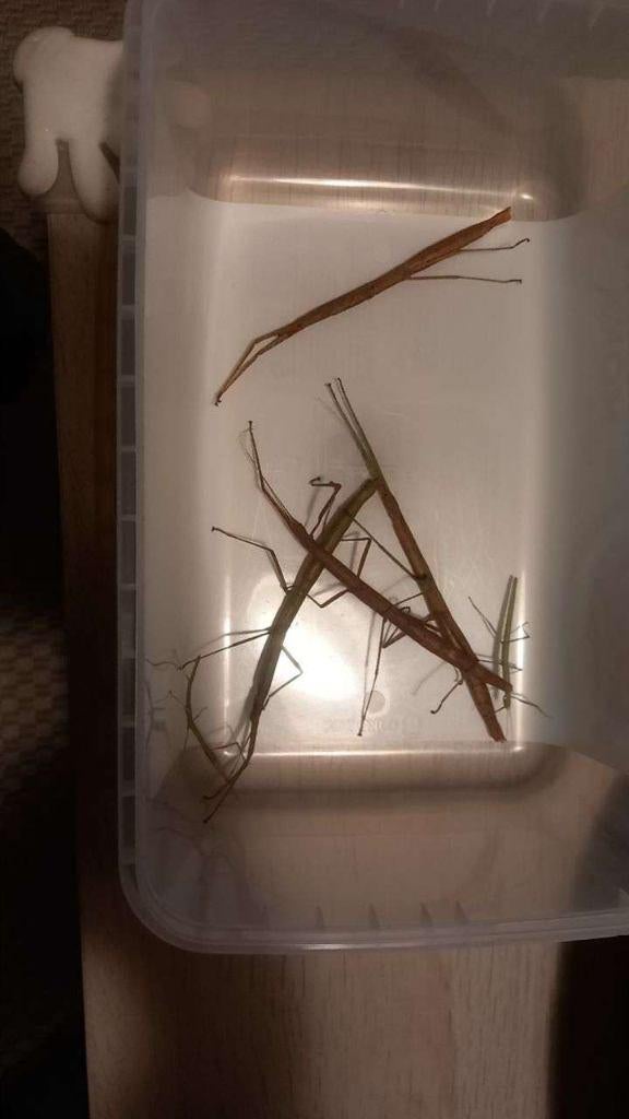 GRATIS wandelende takken, Phasme