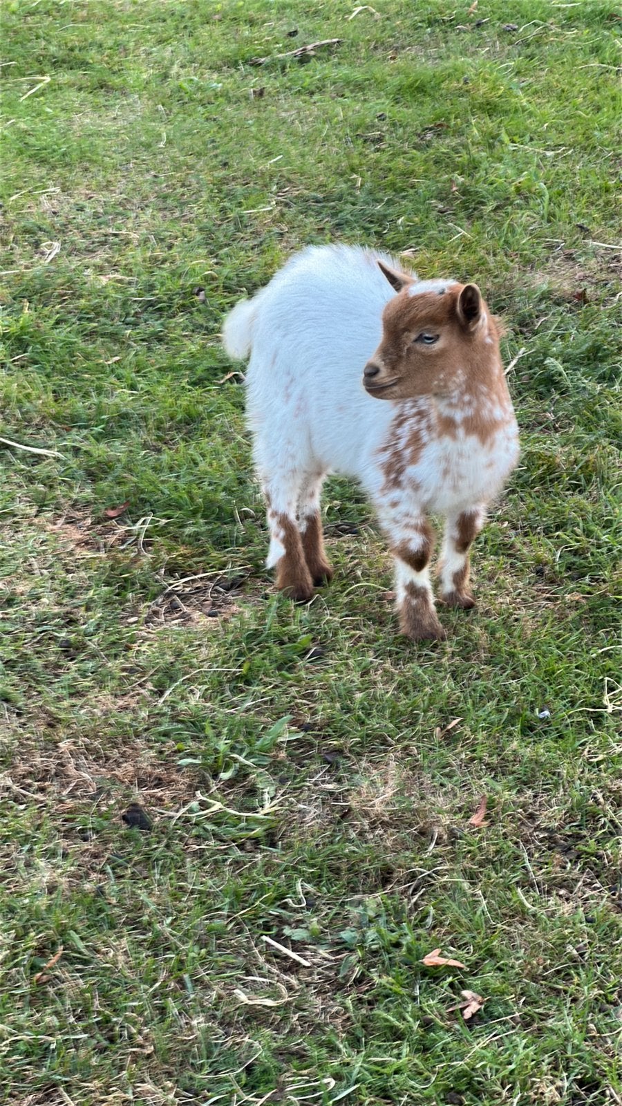 Dwerggeit camel schimmeltje, Femelle, Chèvre, 0 à 2 ans