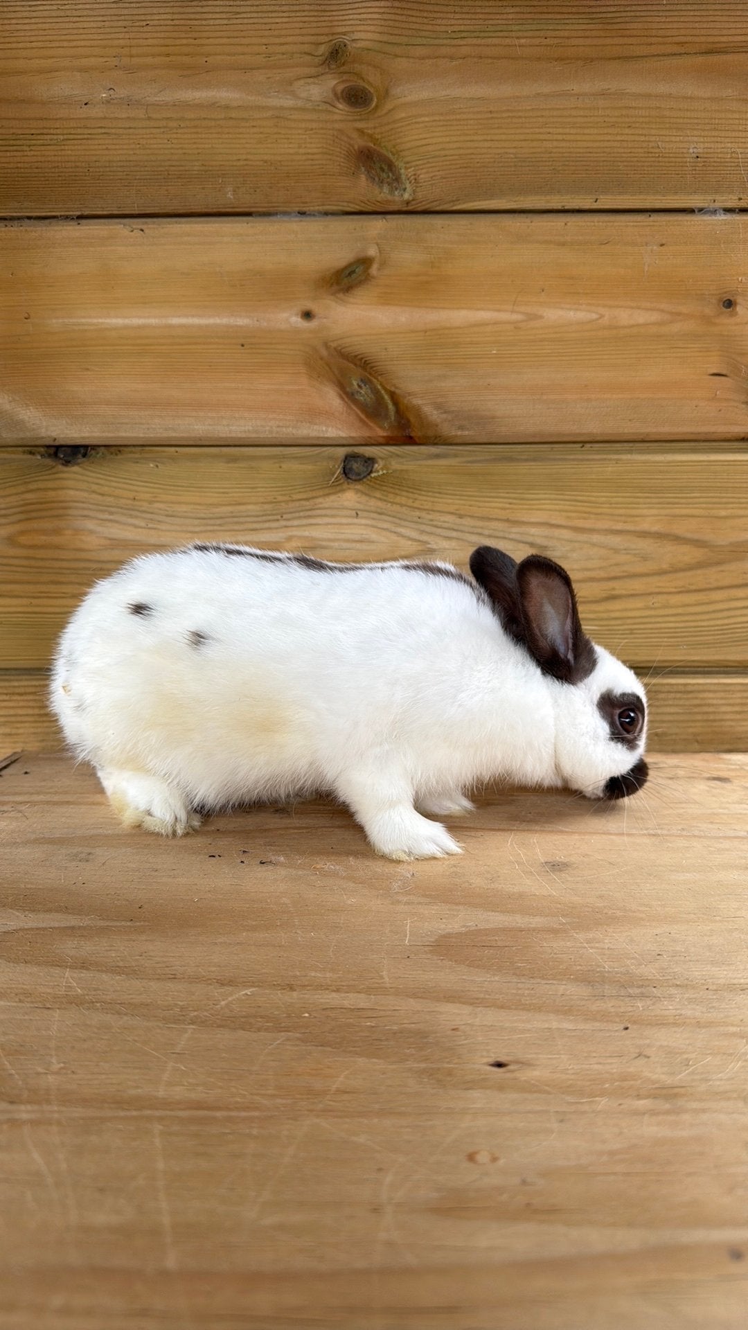 Kleurdwerg ram, Mannelijk, Dwerg, 0 tot 2 jaar