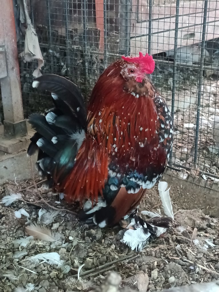 4 volwassen kweekhanen - ukkelse baardkriel, Mâle, Poule ou poulet