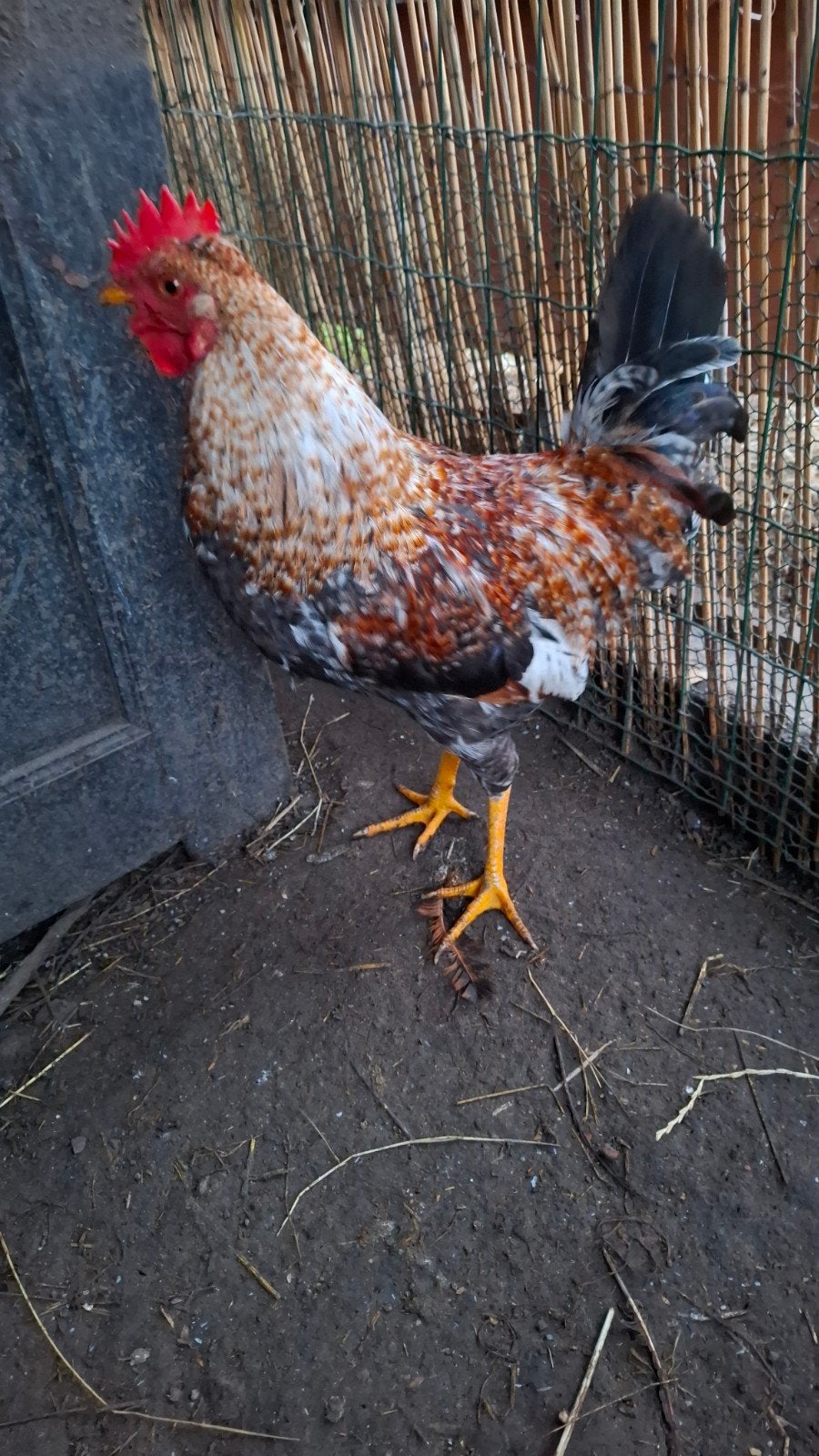 Jonge groenlegger haan, Dieren en Toebehoren