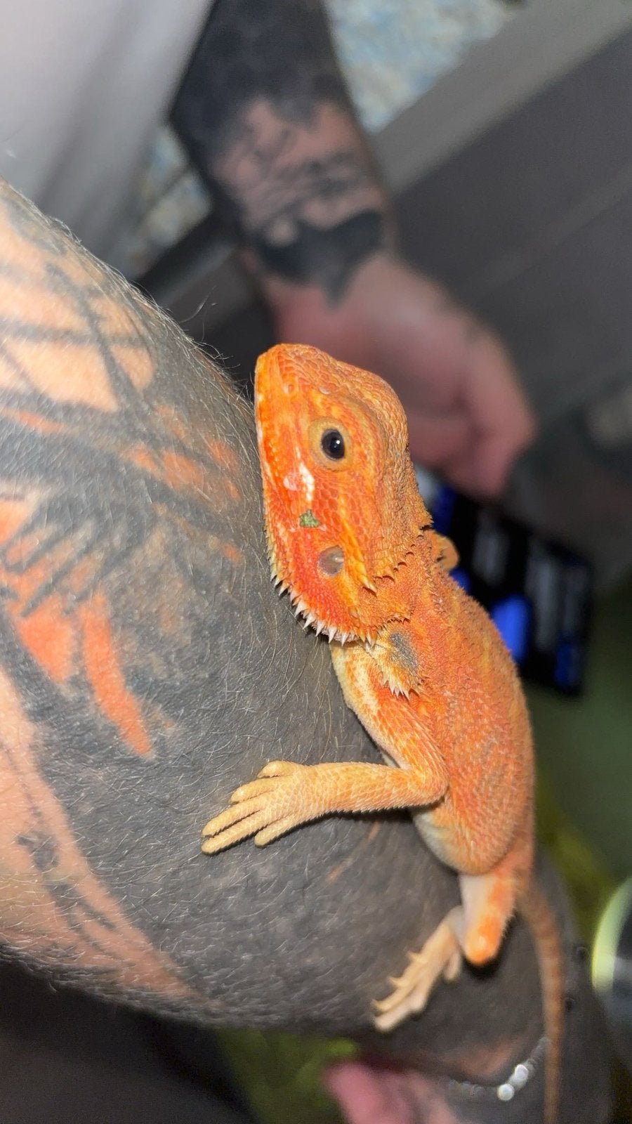 Pogona red hypo trans, Animaux & Accessoires, Reptiles & Amphibiens | Accessoires, Enlèvement, Neuf