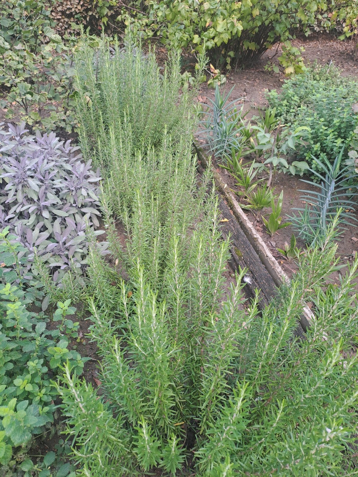 rozemarijn planten, Tuin en Terras, Ophalen