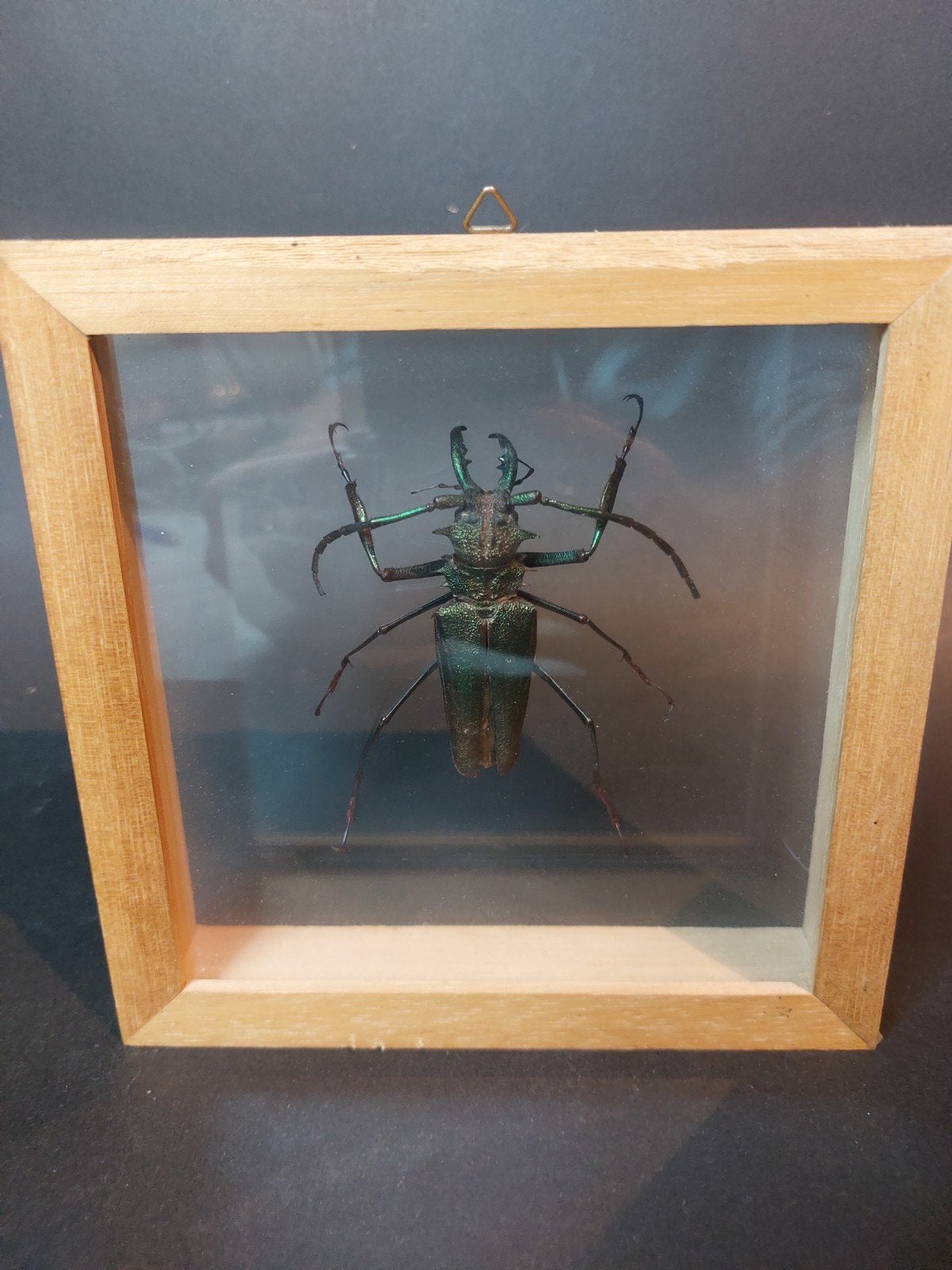 Cadre Entomologie - Grand Psalidognathus friendi Mâle (71mm+, Collections, Enlèvement