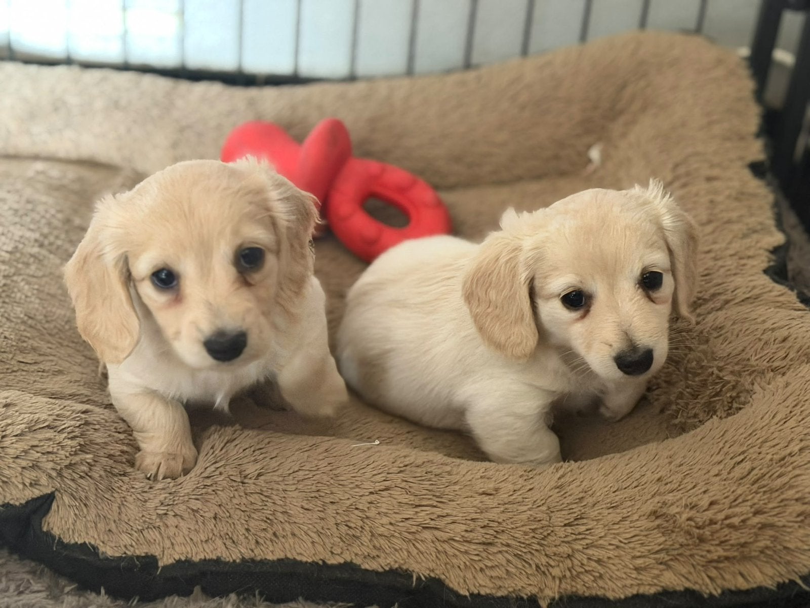 Chiots teckel blond crème à poil long, élevés à la maison !, Animaux & Accessoires, Chien (mâle), Maladie de Carré (chiens), Belgique