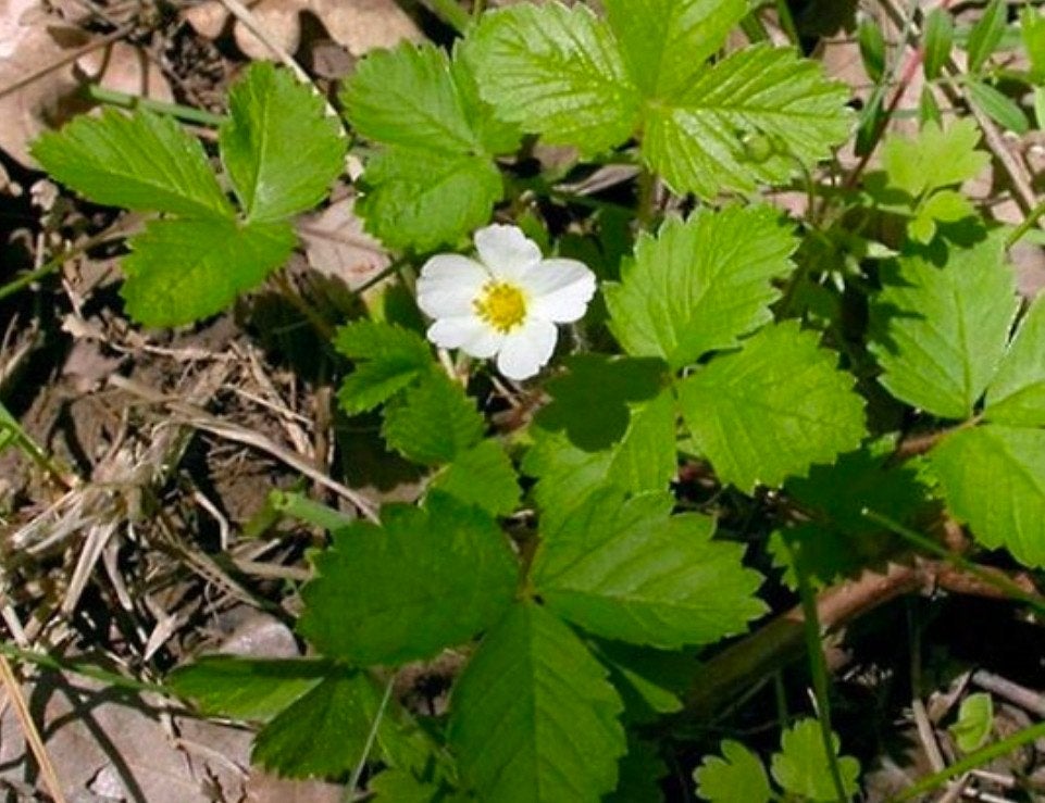 fraisiers - Oostara, Enlèvement, Plantes fruitières