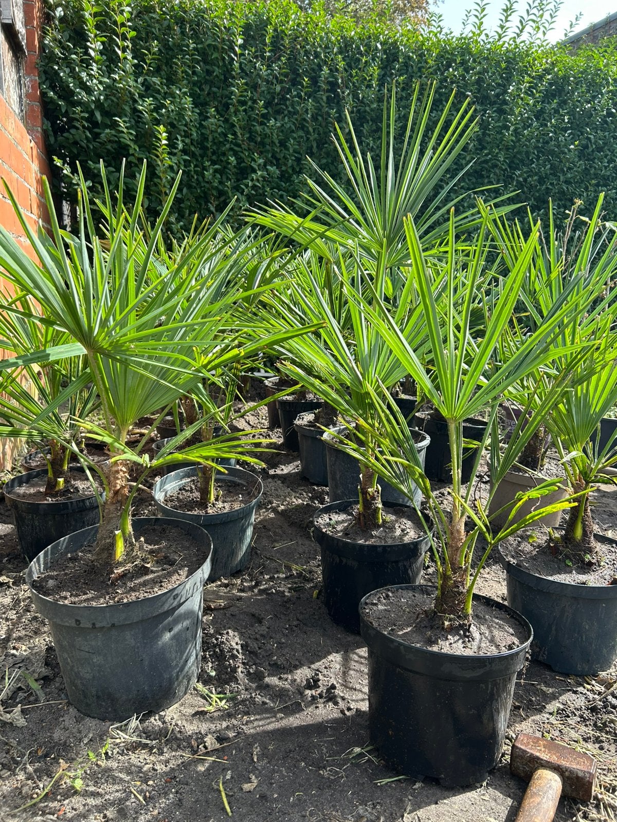 Palmiers 5 et 10 euros, Enlèvement