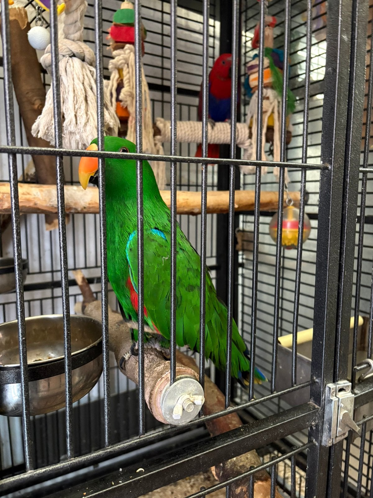 Edel papegaaien, Dieren en Toebehoren, Vogels | Parkieten en Papegaaien