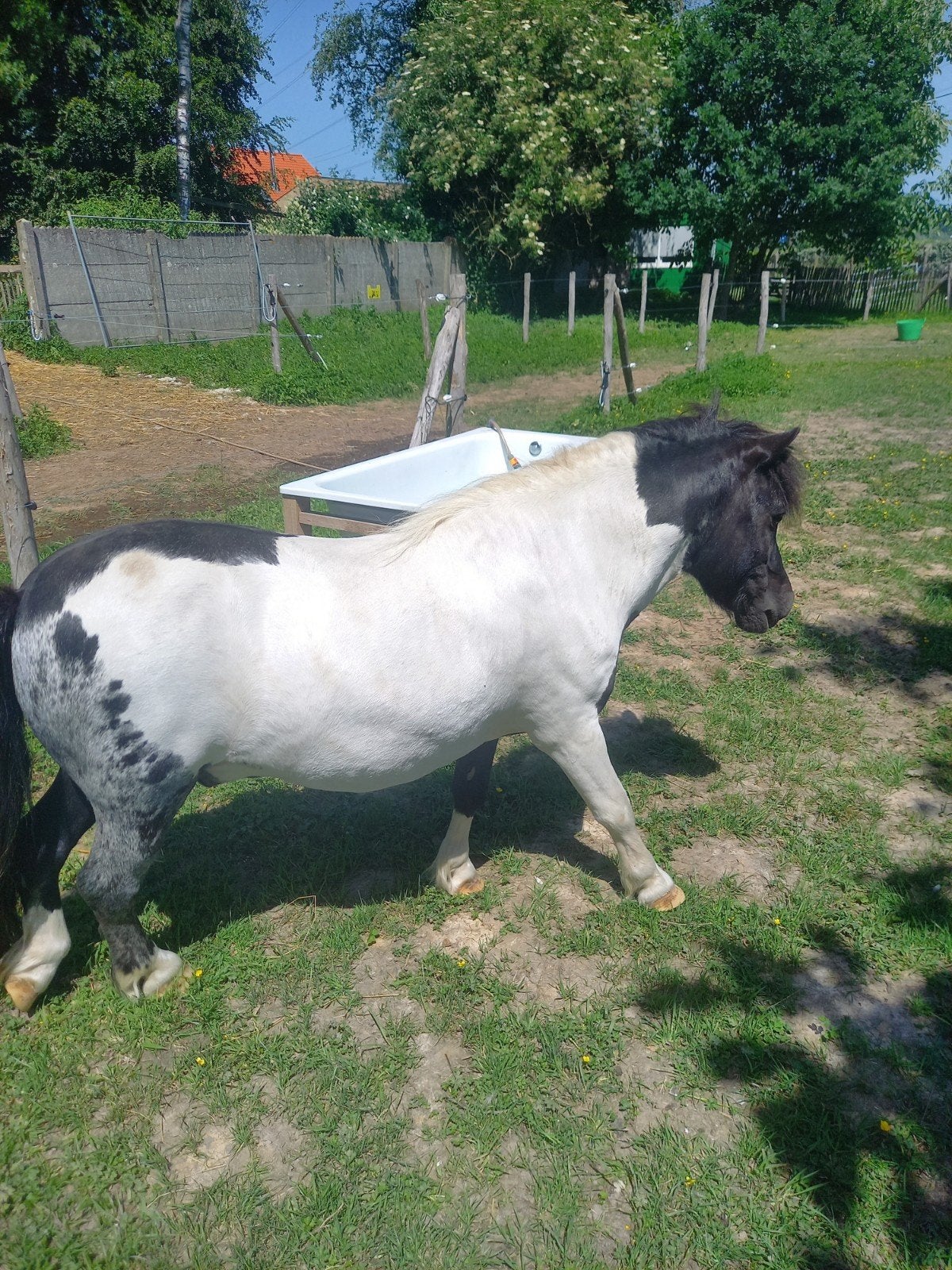 Shetland hengst