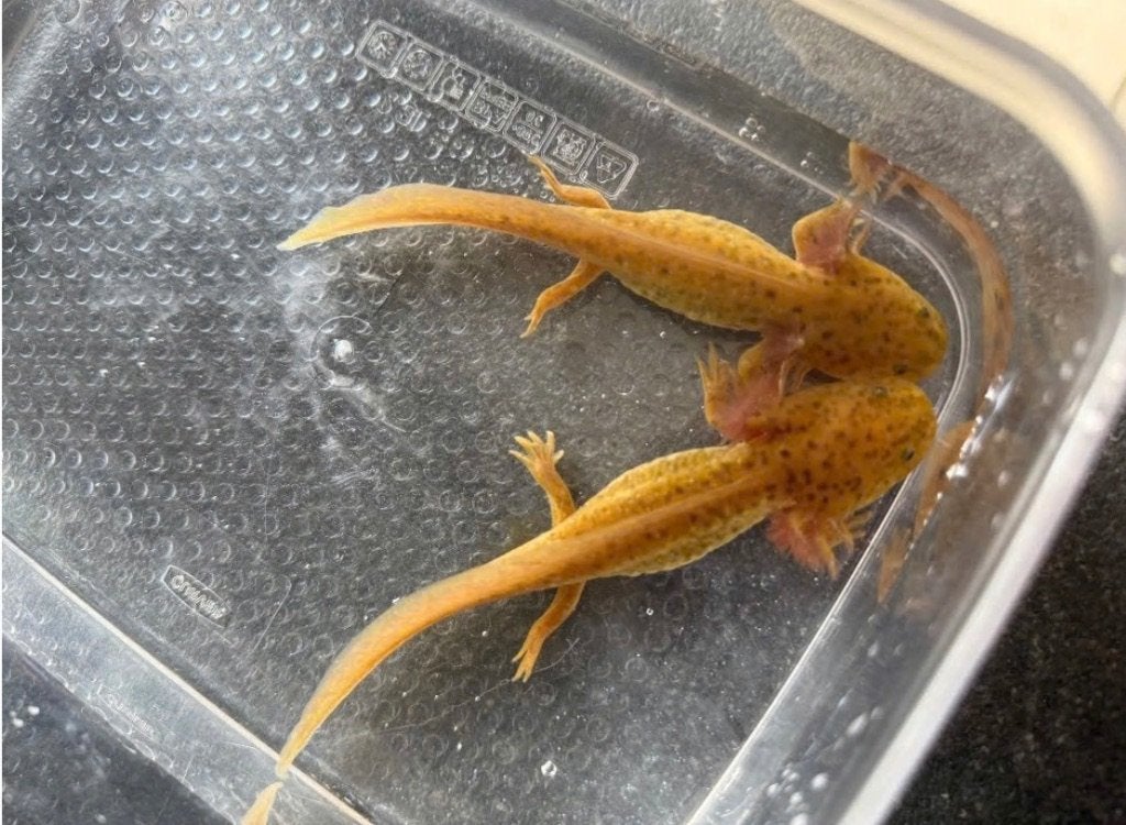 Copper axolotls