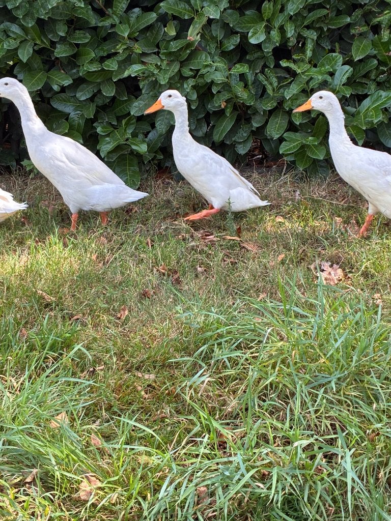 Indische loopeenden, Dieren en Toebehoren, Pluimvee, Eend