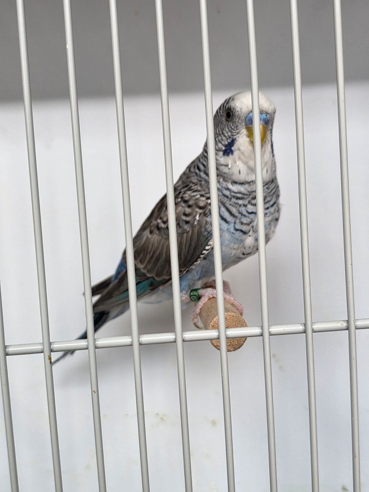 blackwing split blackface man, Dieren en Toebehoren, Vogels | Overige Vogels, Geringd