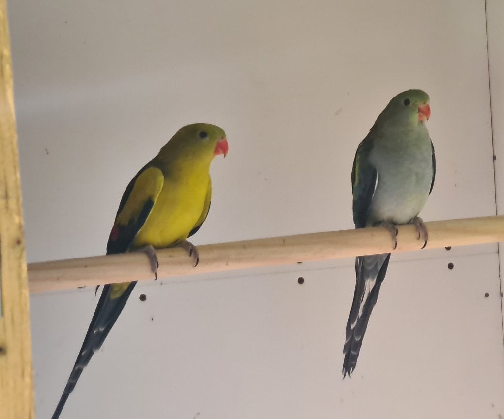Paire de perruches de montagne melanure, Plusieurs animaux, Perruche, Bagué