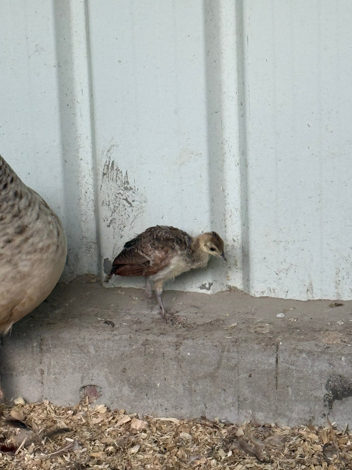 Jonge pauwen, Dieren en Toebehoren