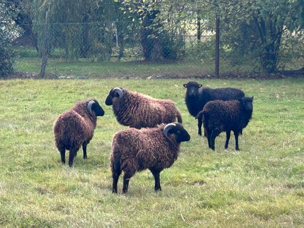 3 Bêliers Ouessant à vendre, Animaux & Accessoires, Mâle, Mouton, 0 à 2 ans