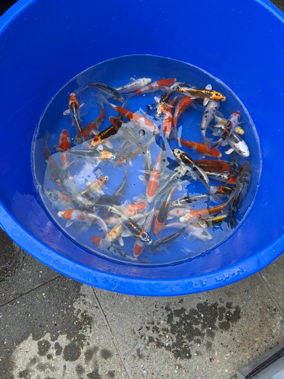 Japanse koi