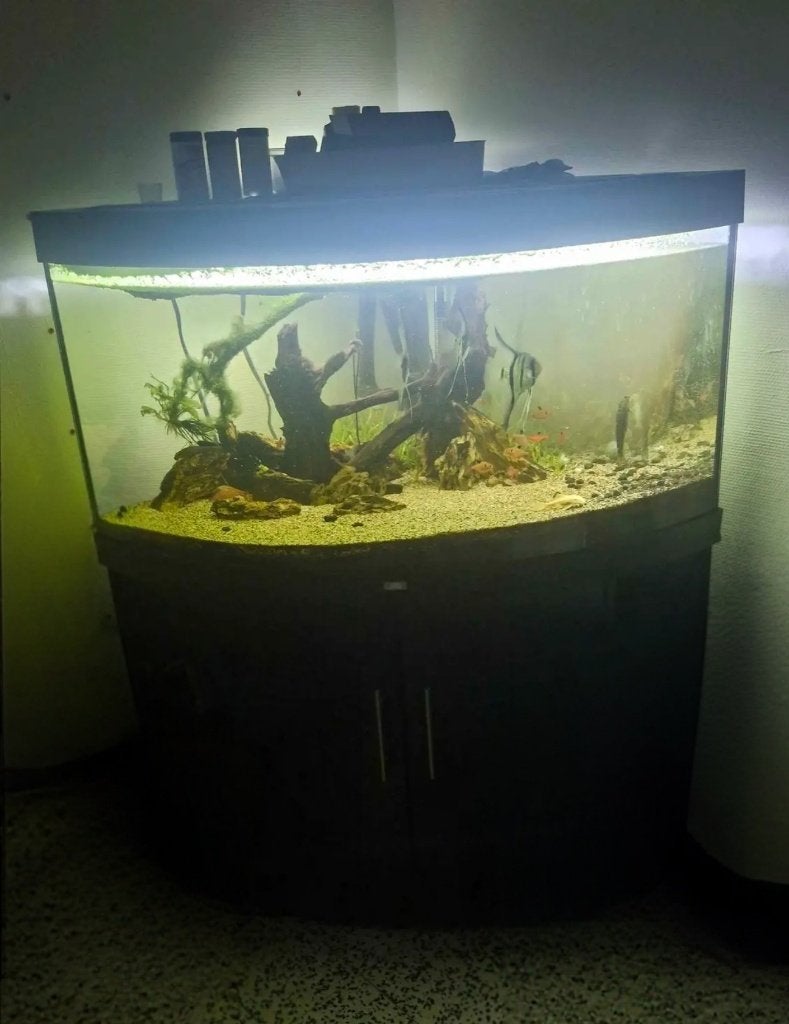 Hoekaquarium, Dieren en Toebehoren, Ophalen, Inclusief vissen, Gevuld zoetwateraquarium, Overige merken