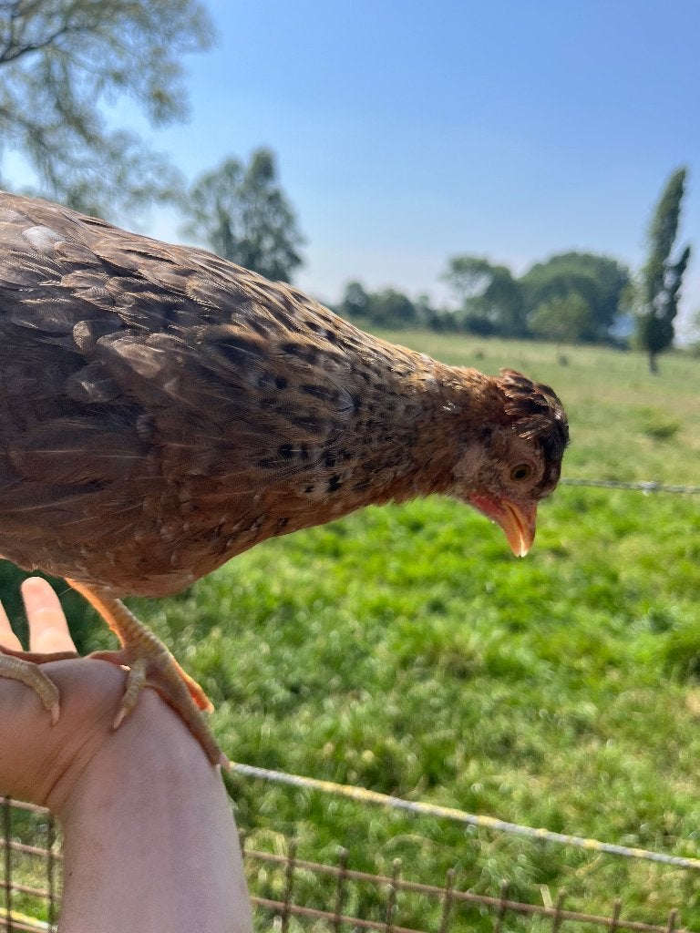 Broedeieren Cream legbar, Dieren en Toebehoren, Meerdere dieren, Kip