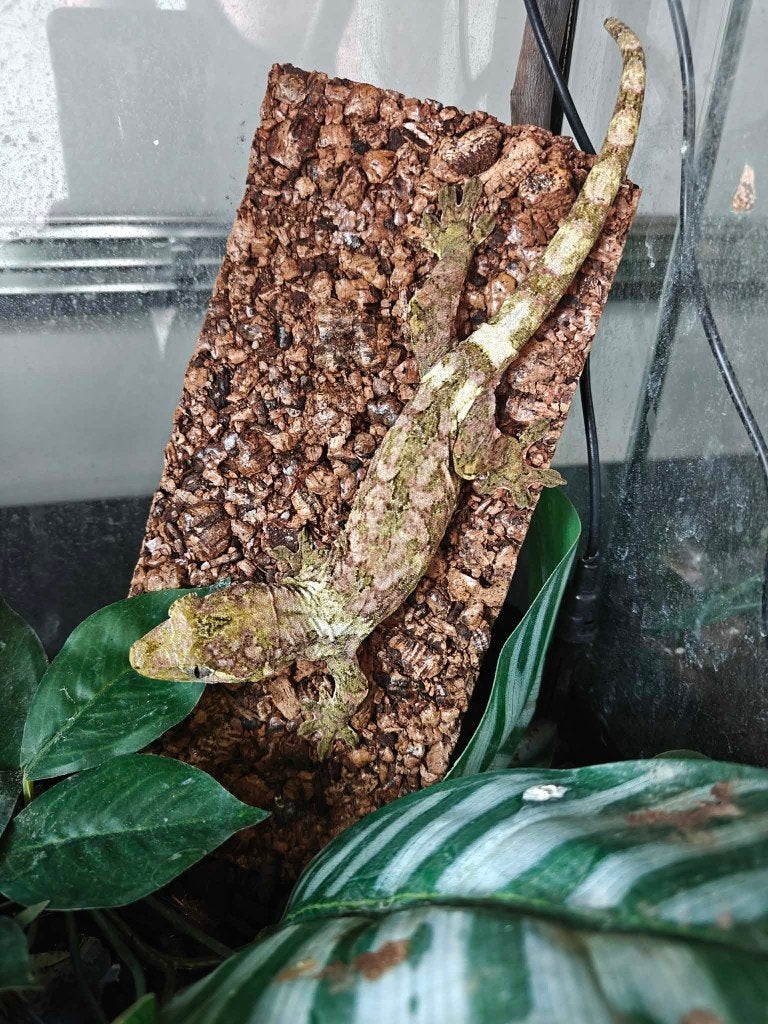 Chaoua gekko's nakweek, Dieren en Toebehoren, Amfibie, 0 tot 2 jaar