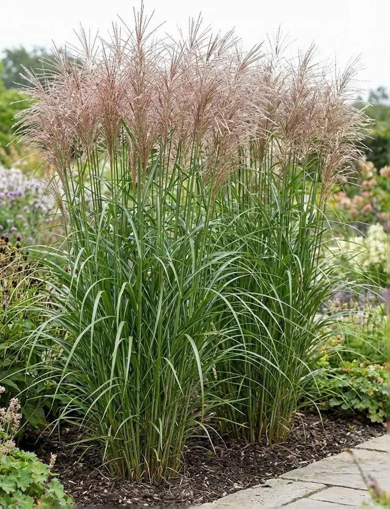 Siergras Miscanthus Gracillimus, Tuin en Terras, Ophalen