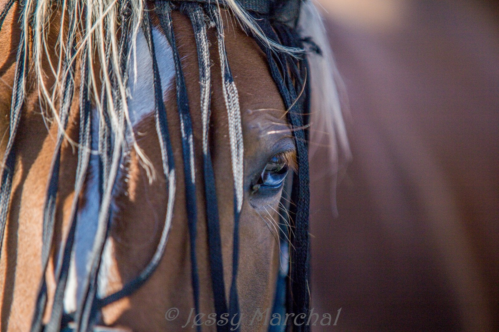 Quarter horse merrie 2025, Dieren en Toebehoren, Merrie, Minder dan 160 cm, Met stamboom, 0 tot 2 jaar