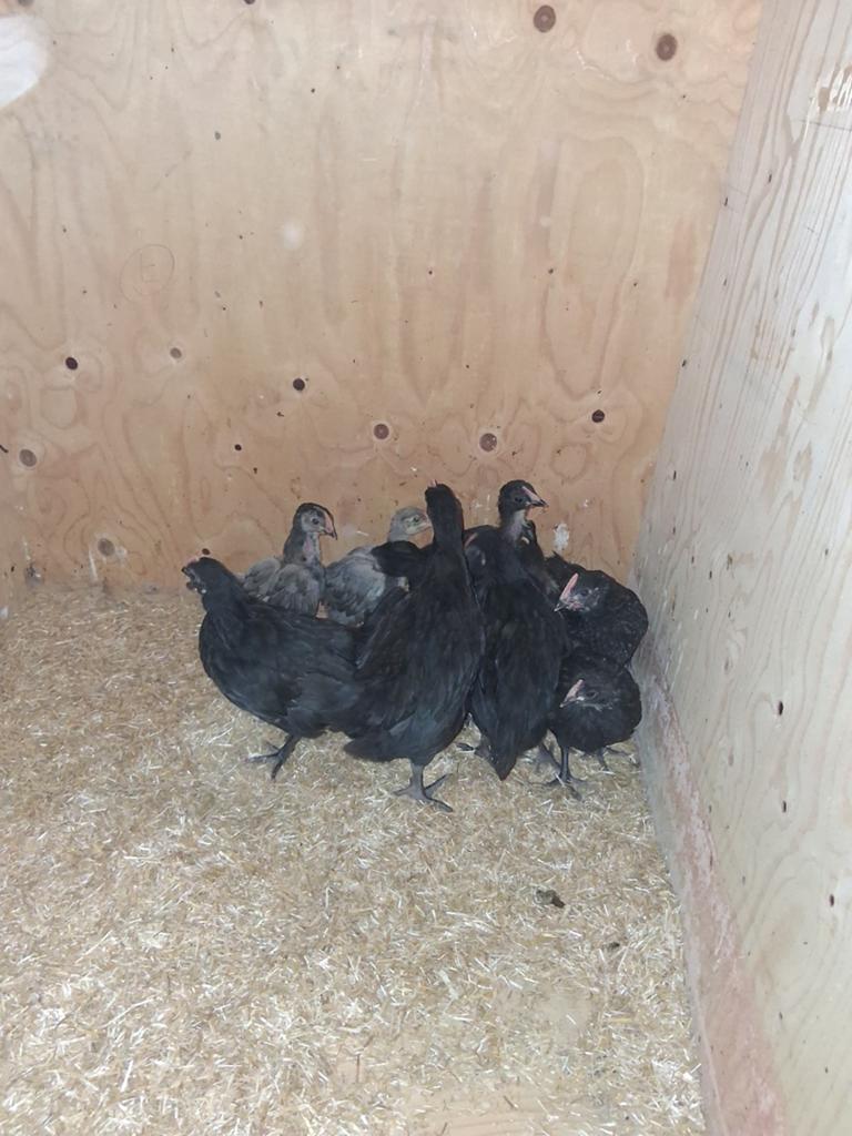Mest haantjes, Dieren en Toebehoren, Pluimvee, Mannelijk, Kip