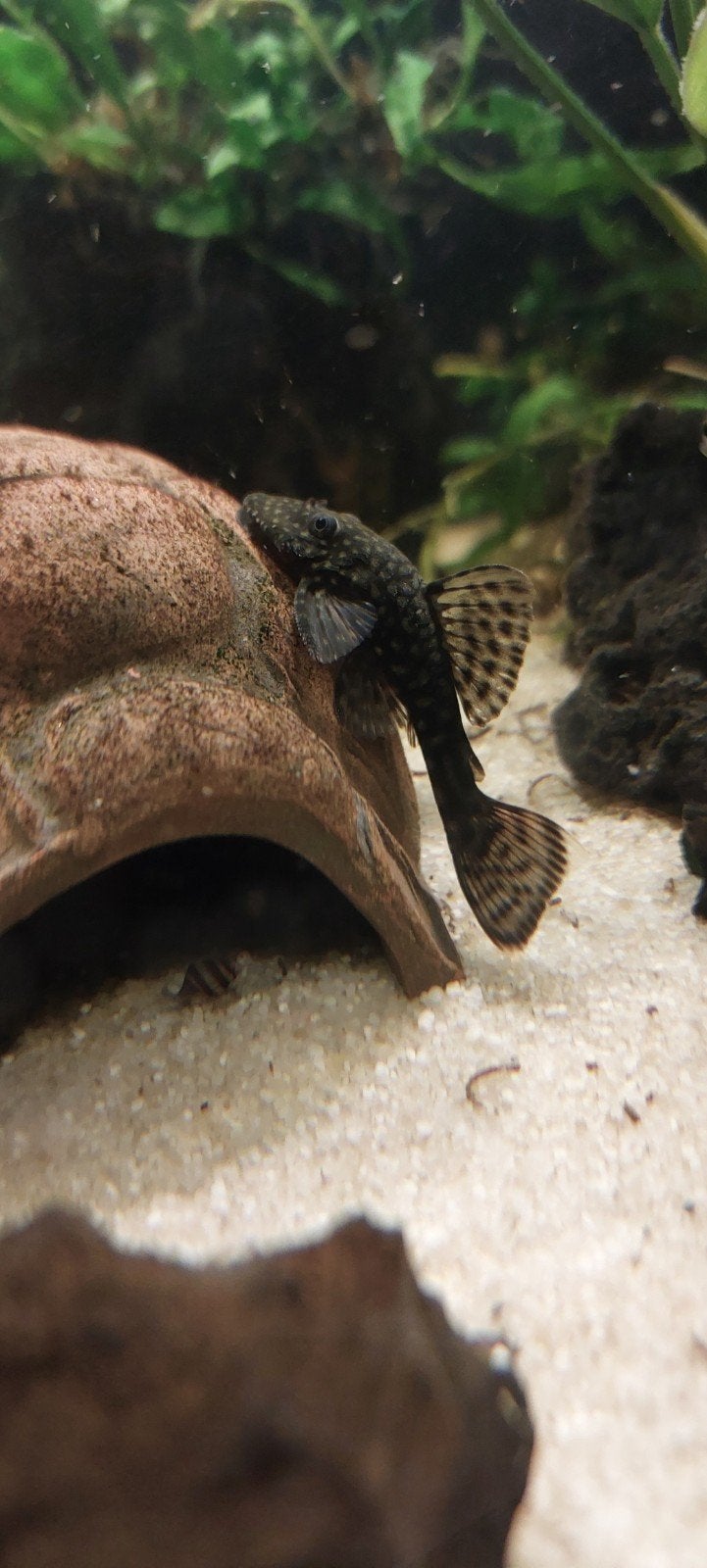 Ancistrussen dolichopterus L144 zoeken nieuwe thuis, Dieren en Toebehoren