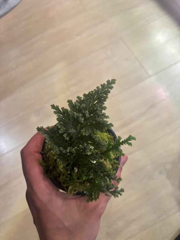 Terrarium plant (selaginella sp costa rica), Dieren en Toebehoren, Ophalen of Verzenden, Nieuw, Tak, Plant, Rots of Steen