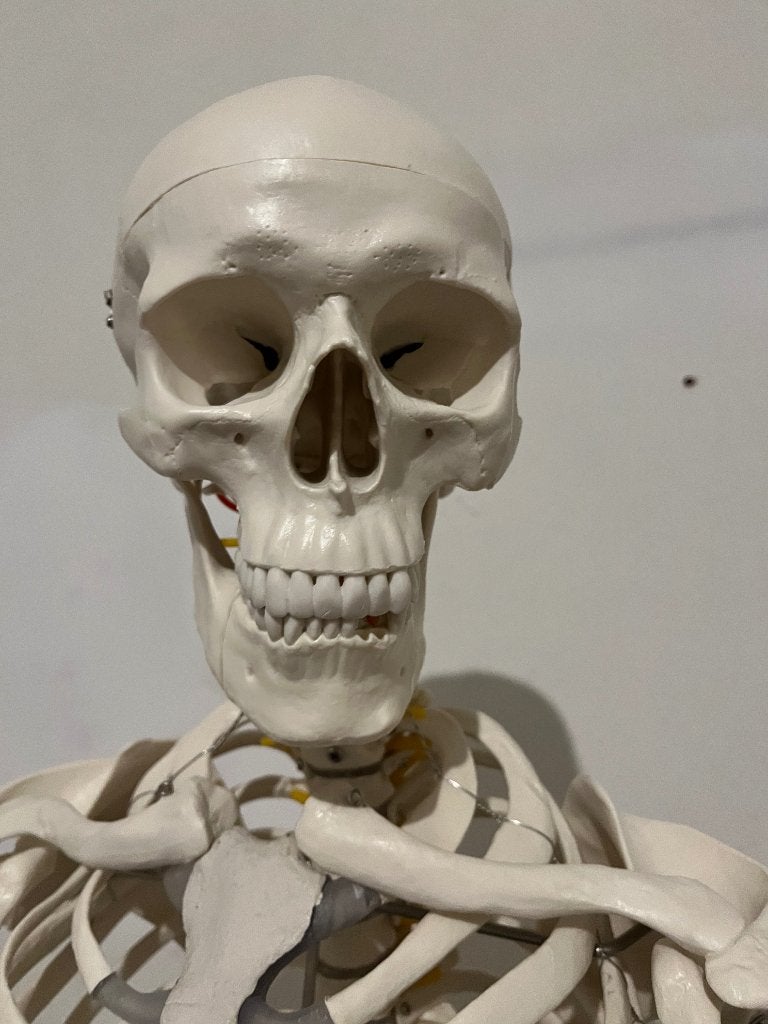 Levensgroot menselijk anatomie skelet, medisch model, Diversen, Schoolbenodigdheden, Ophalen, Nieuw