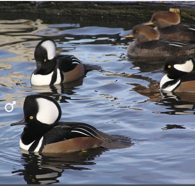 Kuifzaagbek/siereend, Plusieurs animaux, Canard