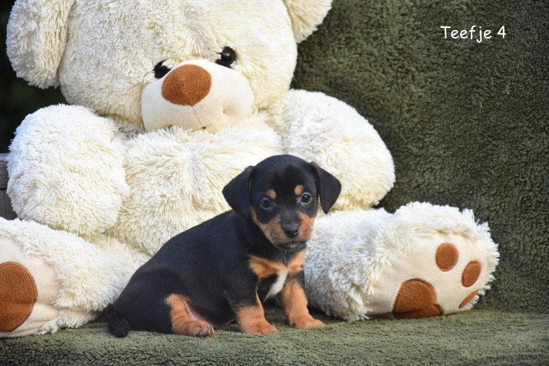 Prachtige, kortbenige Jack Russell pup, Dieren en Toebehoren, België, Jack Russell Terriër, CDV (hondenziekte), 8 tot 15 weken