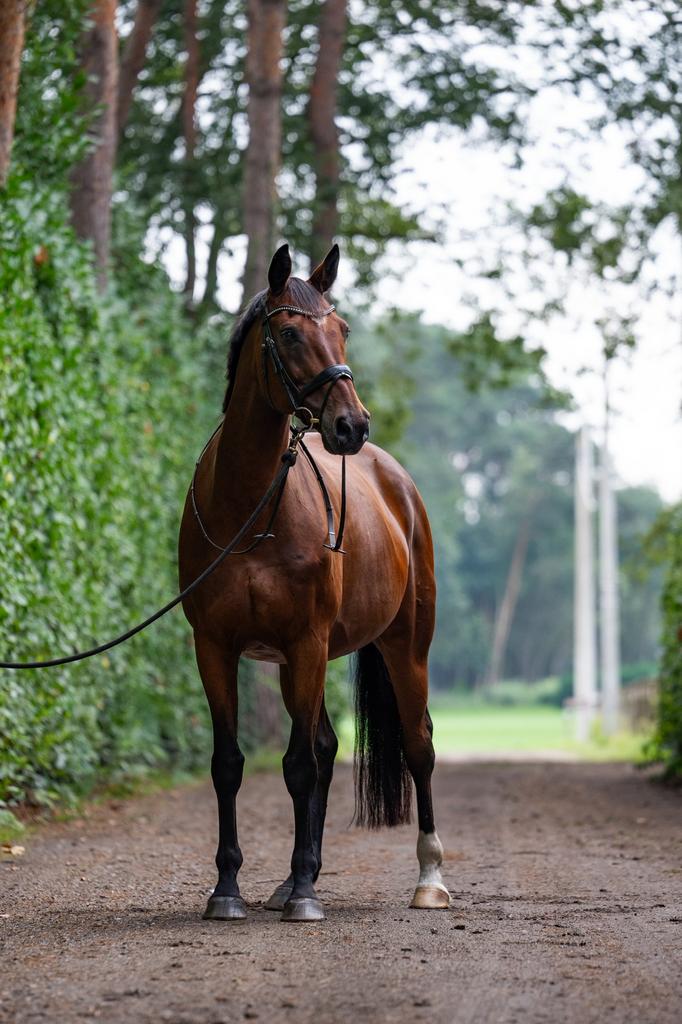 Verzorgpaard/Halve stal