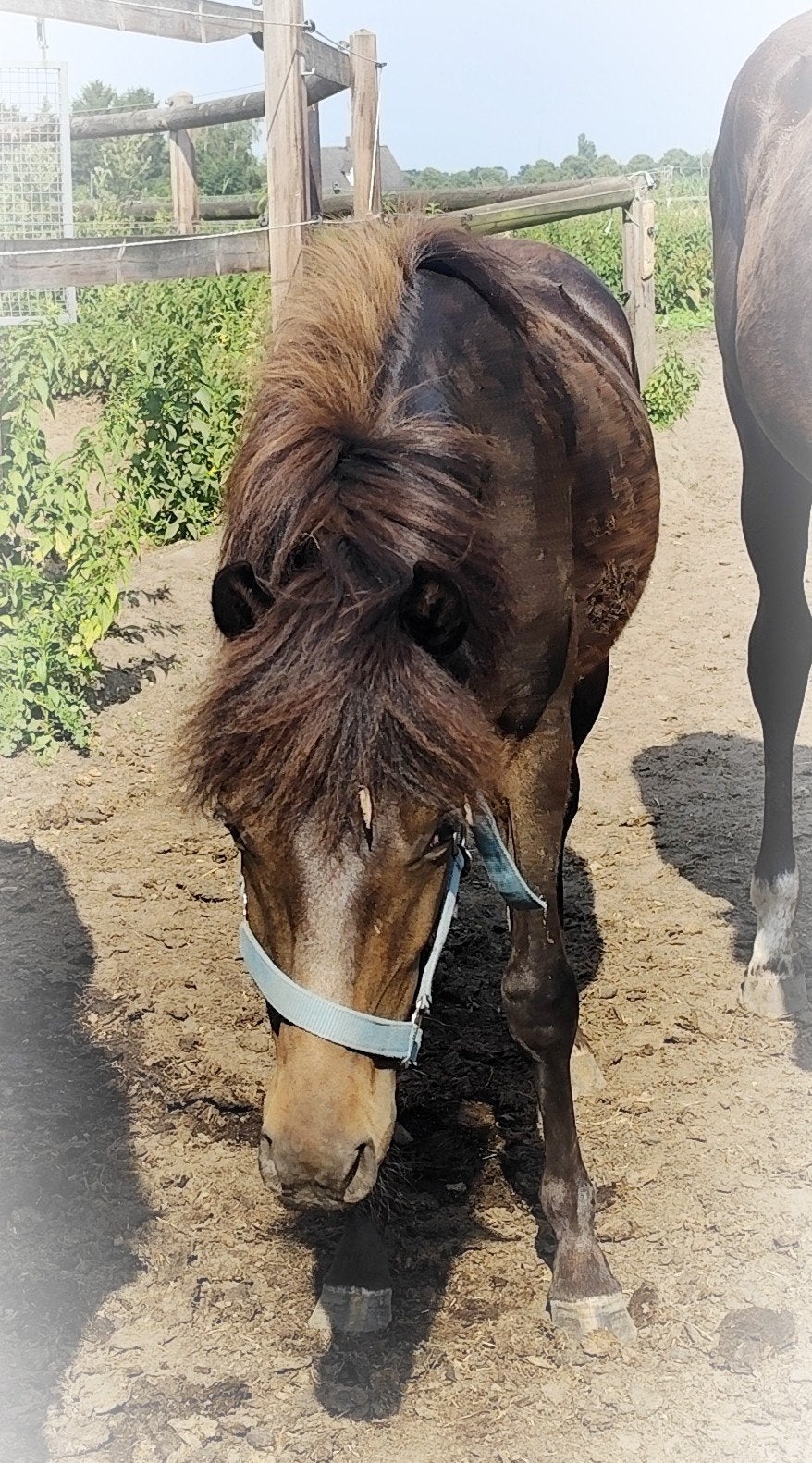 Mega schattige en lieve appaloosa C pony !, Poney C (1.27 m à 1.37m), Vermifugé, 0 à 2 ans, Non dressé
